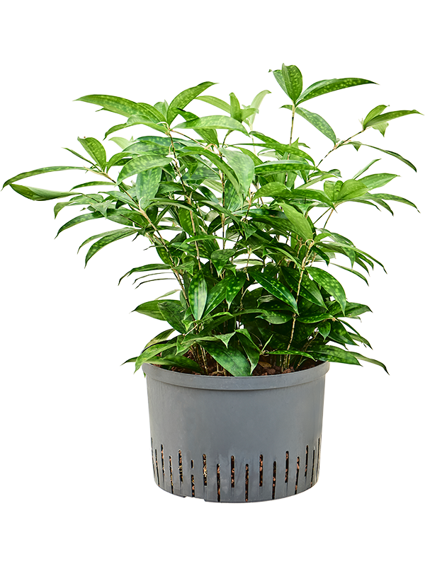 Planta naturala de interior Tuft D30xH50cm Dracaena surculosa P28/19cm in hidrogranule