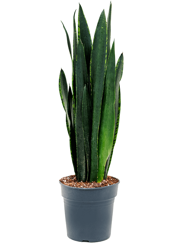 Planta naturala de interior Tuft D30xH50cm Sansevieria trifasciata 'Black Tiger' PS19/18cm in pamant