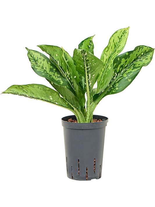Planta naturala de interior Tuft D30xH55cm Dieffenbachia 'Crocodile' P15/19cm in hidrogranule