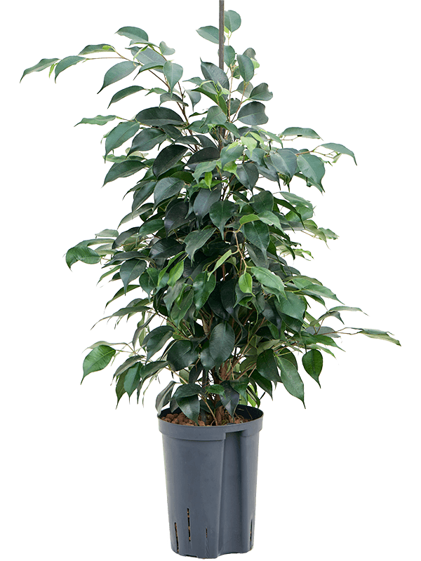 Planta naturala de interior Tuft D30xH60cm Ficus benjamina 'Danielle' P15/19cm in hidrogranule