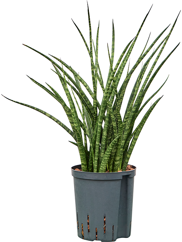 Planta naturala de interior Tuft D30xH60cm Sansevieria kirkii 'Fernwood' P18/19cm in hidrogranule