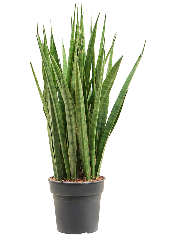 Planta naturala de interior Tuft D30xH60cm Sansevieria kirkii PS17/15cm in pamant