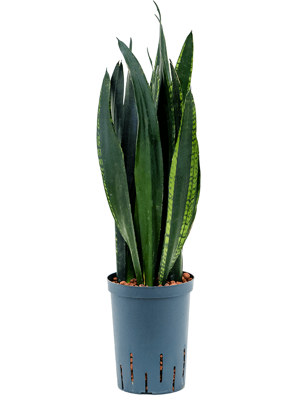 Planta naturala de interior Tuft D30xH60cm Sansevieria trifasciata 'Black Tiger' P15/19cm in hidrogranule