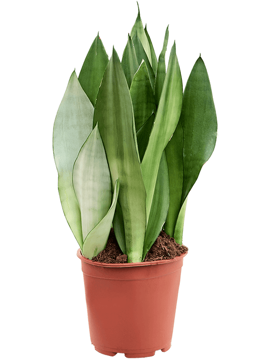 Planta naturala de interior Tuft D30xH60cm Sansevieria trifasciata 'Moonshine' PS21/19cm in pamant