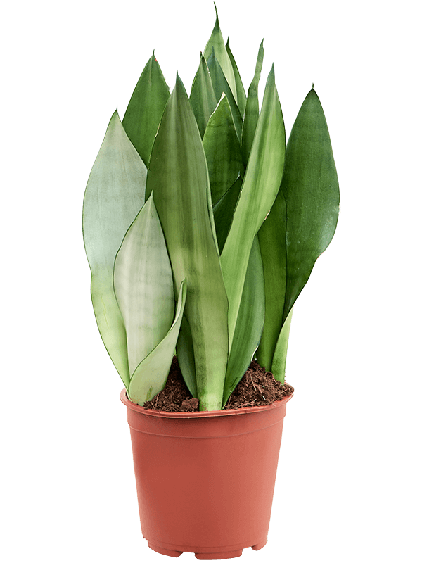 Planta naturala de interior Tuft D30xH60cm Sansevieria trifasciata 'Moonshine' PS21/19cm in pamant