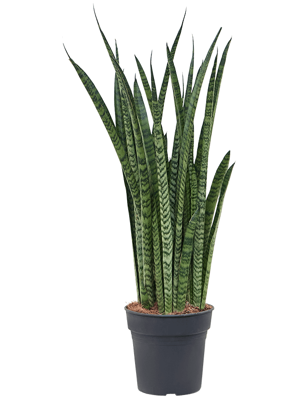 Planta naturala de interior Tuft D30xH65cm Sansevieria zeylanica 'Narrow' PS19/18cm in pamant