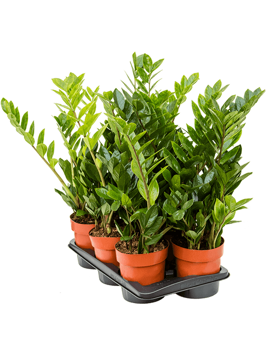 Planta naturala de interior Tuft D30xH65cm Zamioculcas zamiifolia PS17/16cm in pamant