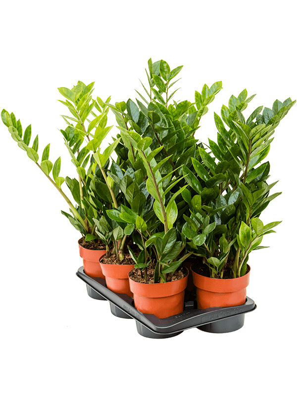 Planta naturala de interior Tuft D30xH65cm Zamioculcas zamiifolia PS17/16cm in pamant