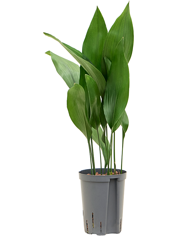 Planta naturala de interior Tuft D30xH70cm Aspidistra elatior P15/19cm in hidrogranule