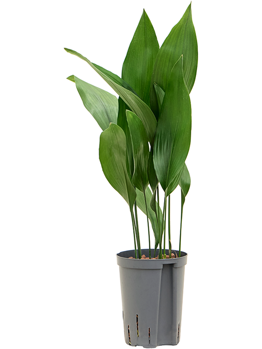 Planta naturala de interior Tuft D30xH70cm Aspidistra elatior P15/19cm in hidrogranule