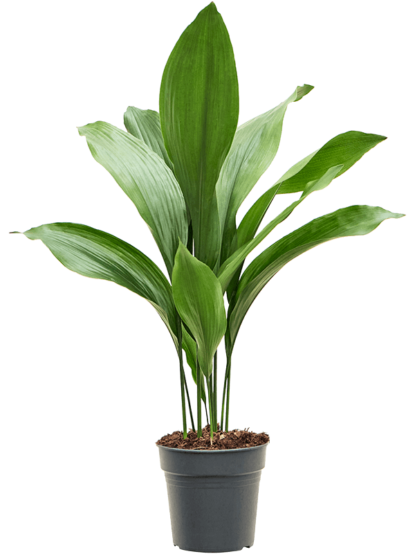 Planta naturala de interior Tuft D30xH70cm Aspidistra elatior PS17/15cm in pamant