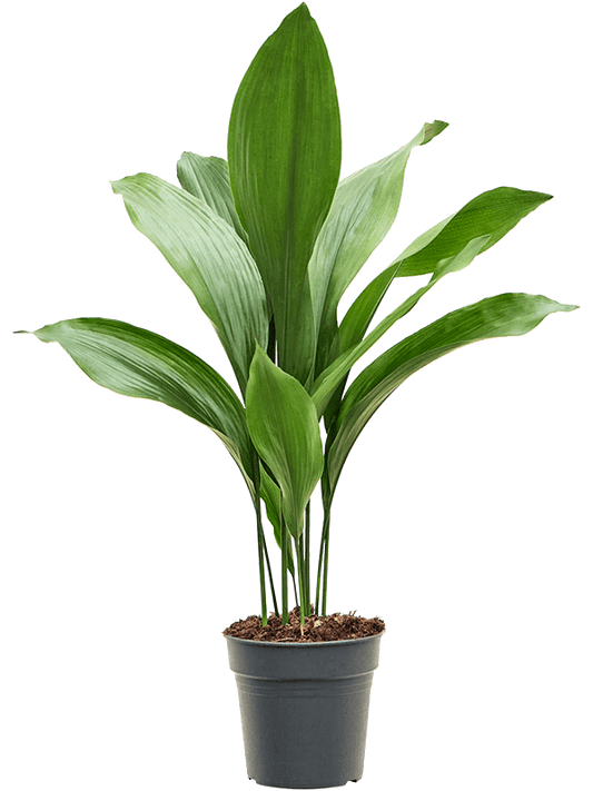 Planta naturala de interior Tuft D30xH70cm Aspidistra elatior PS17/15cm in pamant