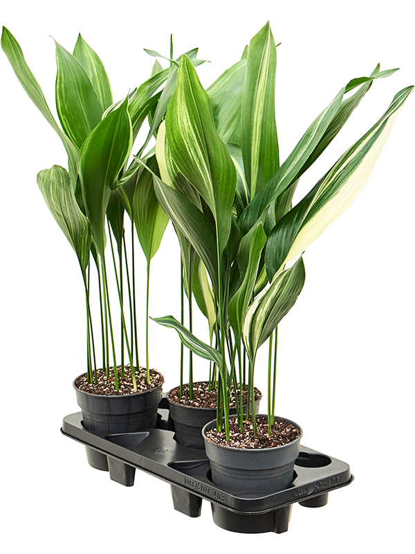 Planta naturala de interior Tuft D30xH70cm Aspidistra elatior variegata PS17/15cm in pamant