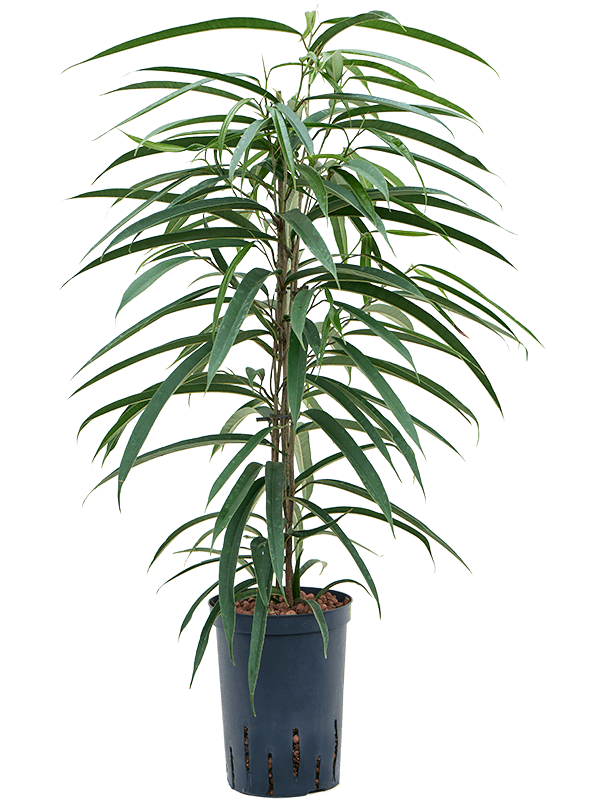 Planta naturala de interior Tuft D30xH70cm Ficus binnendijkii 'Alii' P15/19cm in hidrogranule