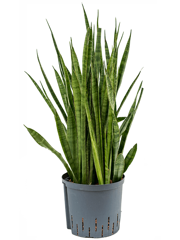 Planta naturala de interior Tuft D30xH70cm Sansevieria kirkii P22/19cm in hidrogranule