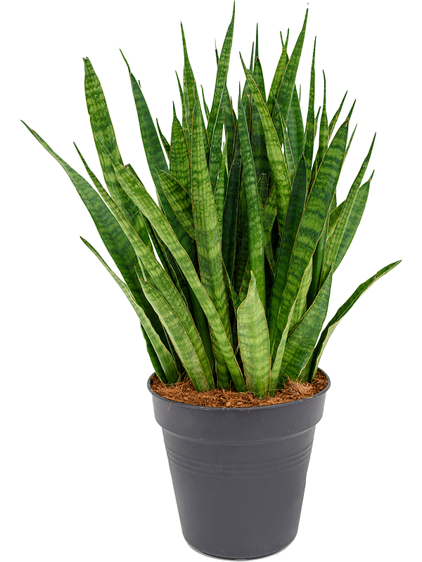 Planta naturala de interior Tuft D30xH70cm Sansevieria kirkii PS21/20cm in pamant