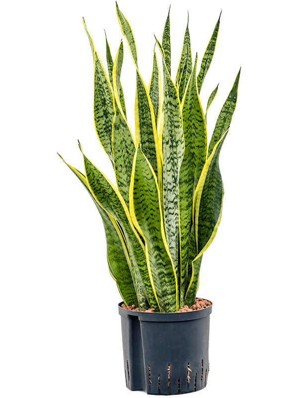 Planta naturala de interior Tuft D30xH75cm Sansevieria trifasciata 'Laurentii' P22/19cm in hidrogranule