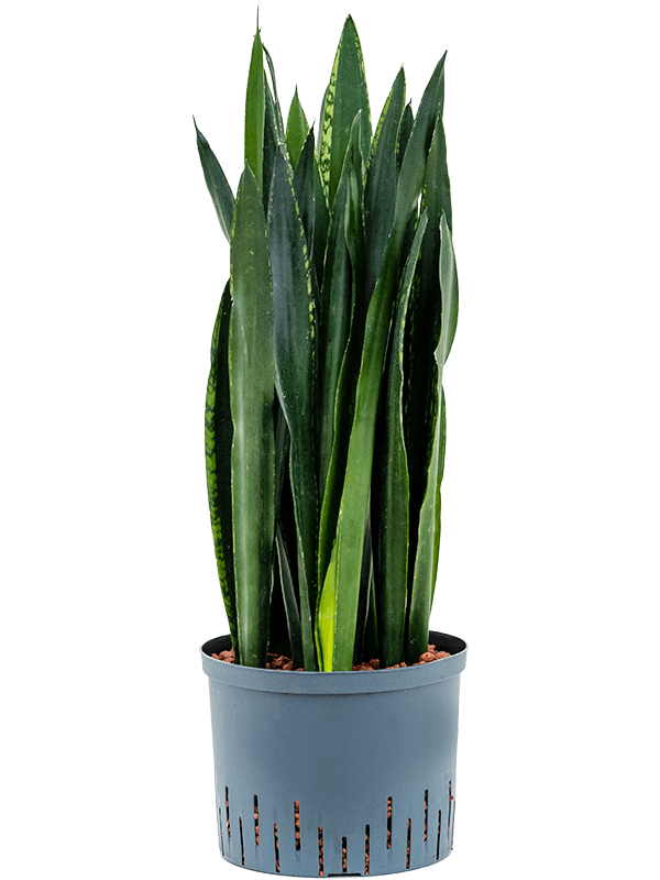 Planta naturala de interior Tuft D30xH80cm Sansevieria trifasciata 'Black Tiger' P25/19cm in hidrogranule