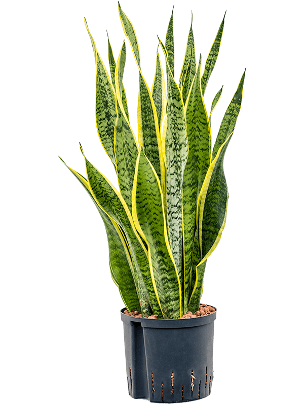 Planta naturala de interior Tuft D30xH80cm Sansevieria trifasciata 'Laurentii' P22/19cm in hidrogranule