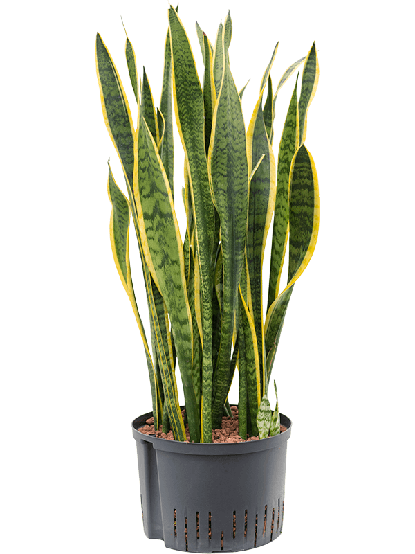 Planta naturala de interior Tuft D30xH80cm Sansevieria trifasciata 'Laurentii' P28/19cm in hidrogranule