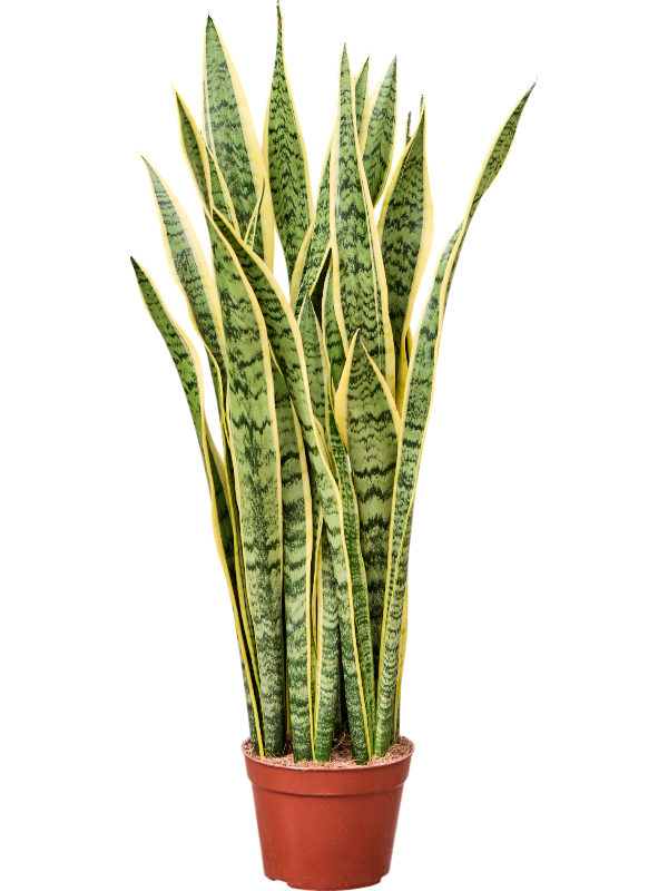 Planta naturala de interior Tuft D30xH80cm Sansevieria trifasciata 'Laurentii' PS19/18cm in pamant