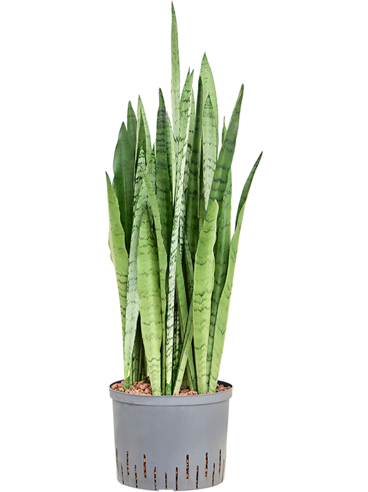 Planta naturala de interior Tuft D30xH80cm Sansevieria trifasciata 'Silver Mist' P25/19cm in hidrogranule