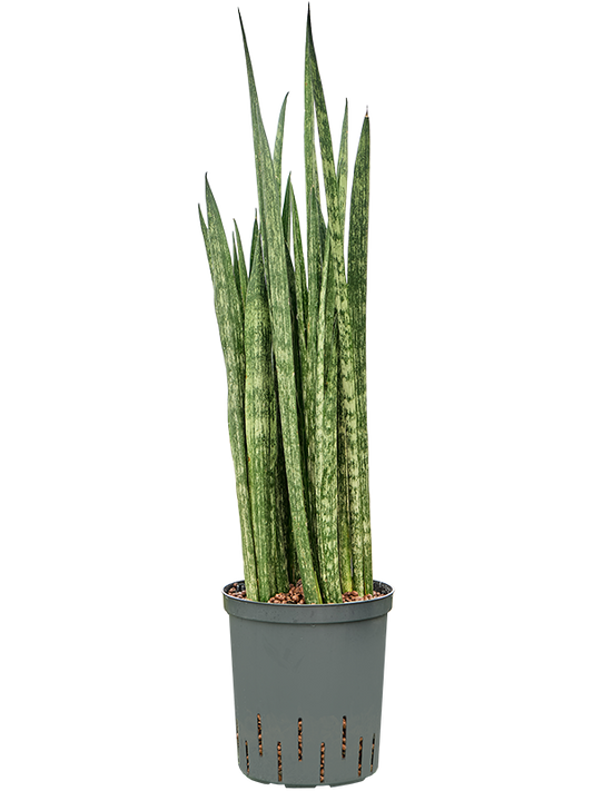 Planta naturala de interior Tuft D30xH80cm Sansevieria trifasciata 'Snake Skin' P18/19cm in hidrogranule