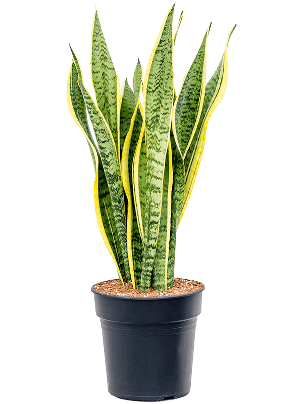 Planta naturala de interior Tuft D30xH85cm Sansevieria trifasciata 'Laurentii' PS21/20cm in pamant