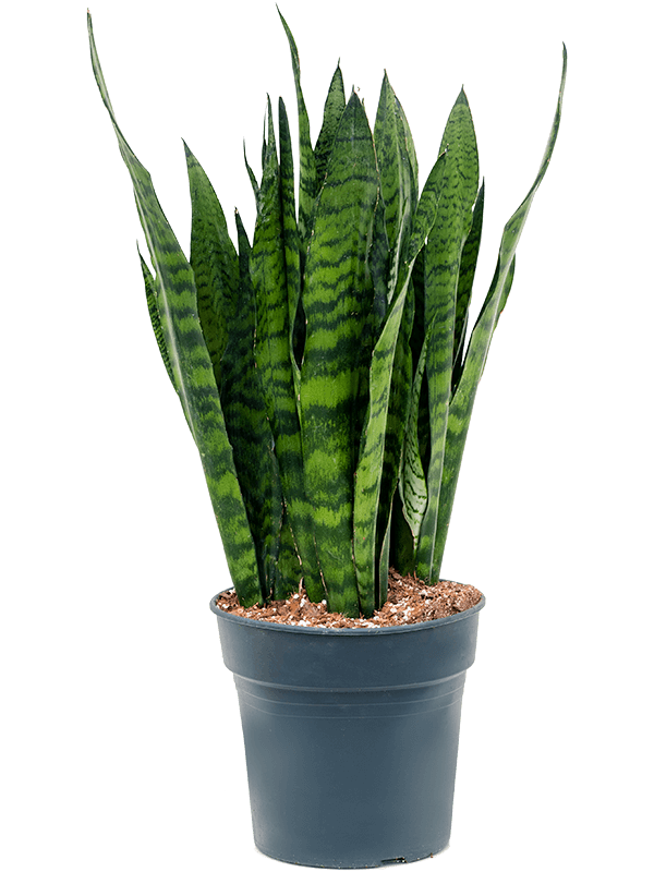 Planta naturala de interior Tuft D30xH85cm Sansevieria zeylanica PS27/25cm in pamant