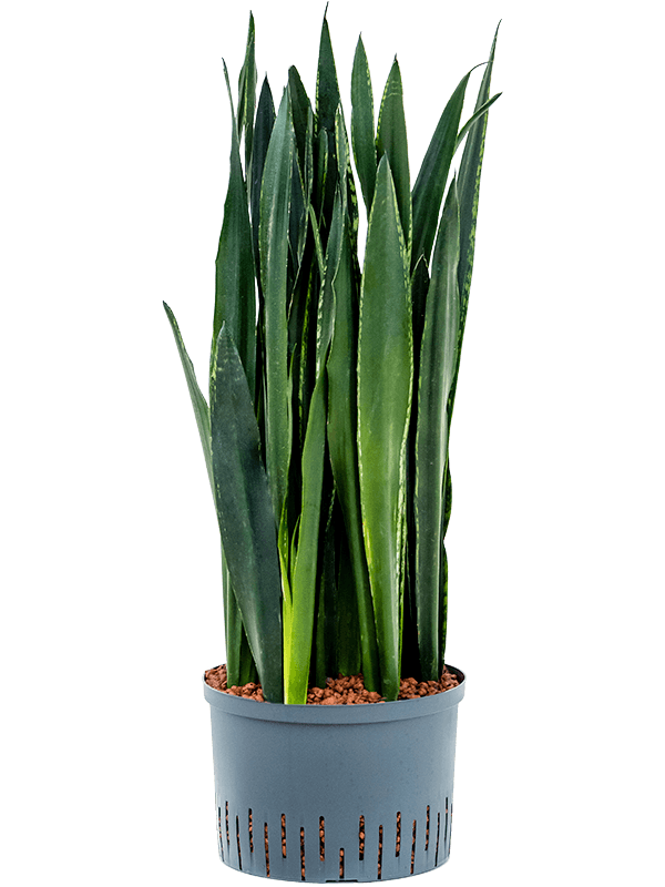 Planta naturala de interior Tuft D30xH90cm Sansevieria trifasciata 'Black Tiger' P28/19cm in hidrogranule