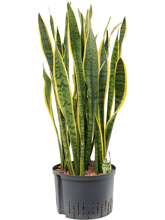 Planta naturala de interior Tuft D30xH90cm Sansevieria trifasciata 'Laurentii' P28/19cm in hidrogranule