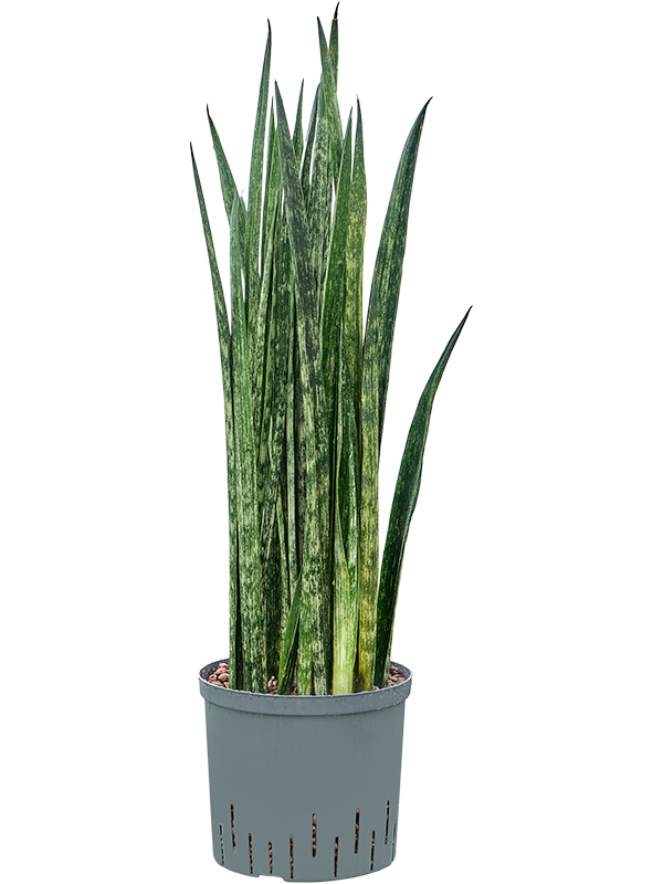 Planta naturala de interior Tuft D30xH90cm Sansevieria trifasciata 'Snake Skin' P22/19cm in hidrogranule