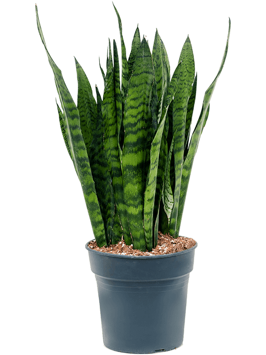 Planta naturala de interior Tuft D30xH95cm Sansevieria zeylanica PS27/25cm in pamant