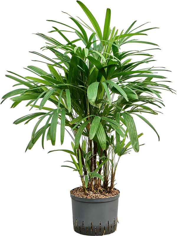 Planta naturala de interior Tuft D35xH100cm Rhapis excelsa P25/19cm in hidrogranule