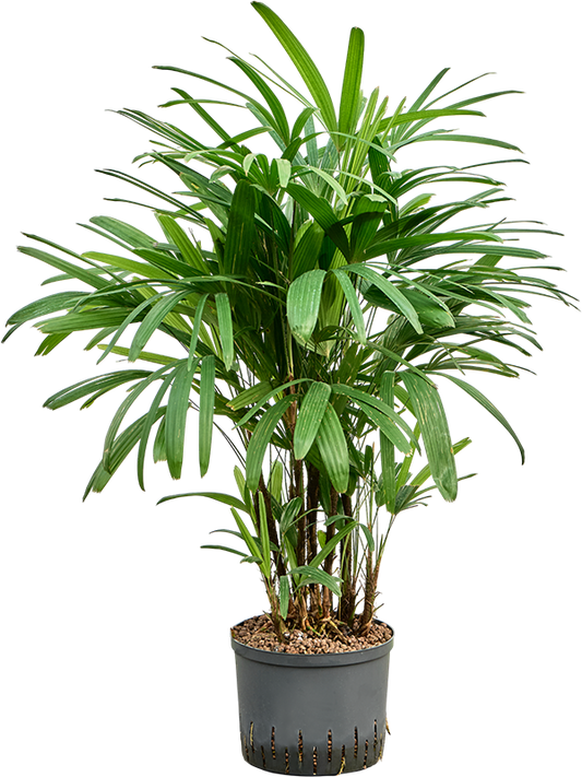 Planta naturala de interior Tuft D35xH100cm Rhapis excelsa P25/19cm in hidrogranule