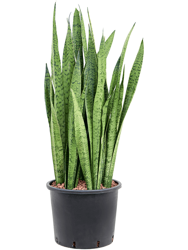 Planta naturala de interior Tuft D35xH105cm Sansevieria zeylanica P30/26cm in hidrogranule