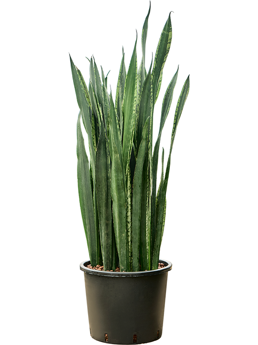 Planta naturala de interior Tuft D35xH110cm Sansevieria trifasciata 'Black Tiger' P30/26cm in hidrogranule