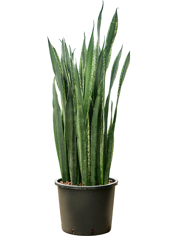 Planta naturala de interior Tuft D35xH110cm Sansevieria trifasciata 'Black Tiger' P30/26cm in hidrogranule