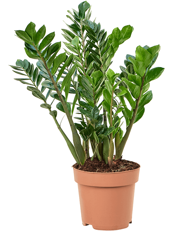 Planta naturala de interior Tuft D35xH90cm Zamioculcas zamiifolia PS27/24cm in pamant