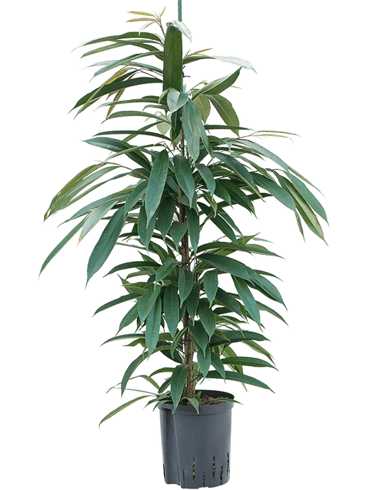 Planta naturala de interior Tuft D35xH120cm Ficus binnendijkii 'Amstel King' P18/19cm in hidrogranule