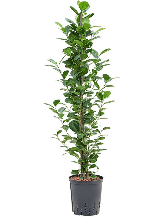 Planta naturala de interior Tuft D35xH120cm Ficus microcarpa 'Moclame' P18/19cm in hidrogranule