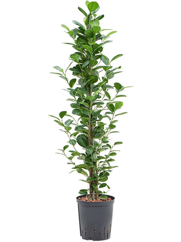 Planta naturala de interior Tuft D35xH120cm Ficus microcarpa 'Moclame' P18/19cm in hidrogranule