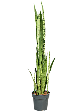 Planta naturala de interior Tuft D35xH120cm Sansevieria trifasciata 'Silver Mist' PS19/18cm in pamant