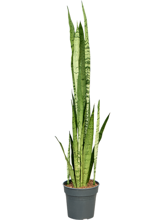 Planta naturala de interior Tuft D35xH120cm Sansevieria trifasciata 'Silver Mist' PS19/18cm in pamant