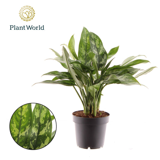 Planta naturala de interior Tuft D35xH35cm Aglaonema 'Maria Cristina' PS12cm in pamant