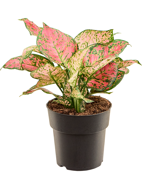 Planta naturala de interior Tuft D35xH40cm Aglaonema 'Crimson Love' PS19/17cm in pamant