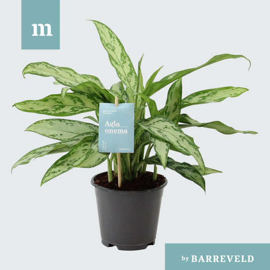 Planta naturala de interior Tuft D35xH40cm Aglaonema 'Silver Queen' PS14cm in pamant