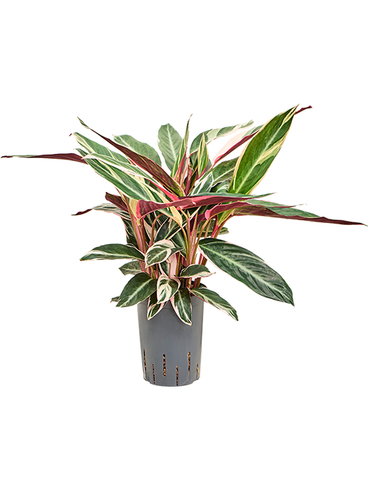 Planta naturala de interior Tuft D35xH40cm Calathea 'Triostar' P15/19cm in hidrogranule