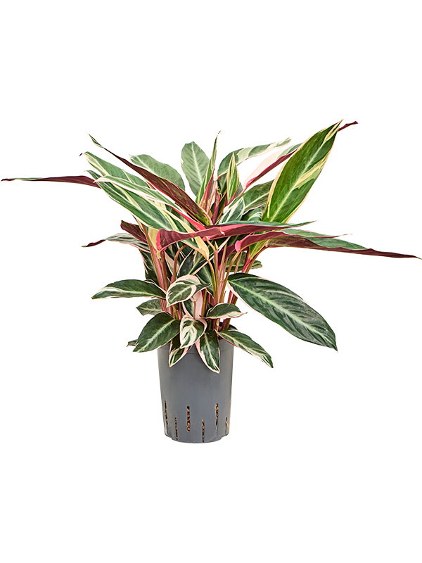 Planta naturala de interior Tuft D35xH40cm Calathea 'Triostar' P15/19cm in hidrogranule