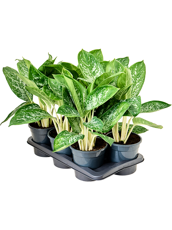 Planta naturala de interior Tuft D35xH45cm Aglaonema ‘Britt’ PS17/15cm in pamant